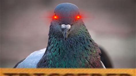 annoying pigeon meme